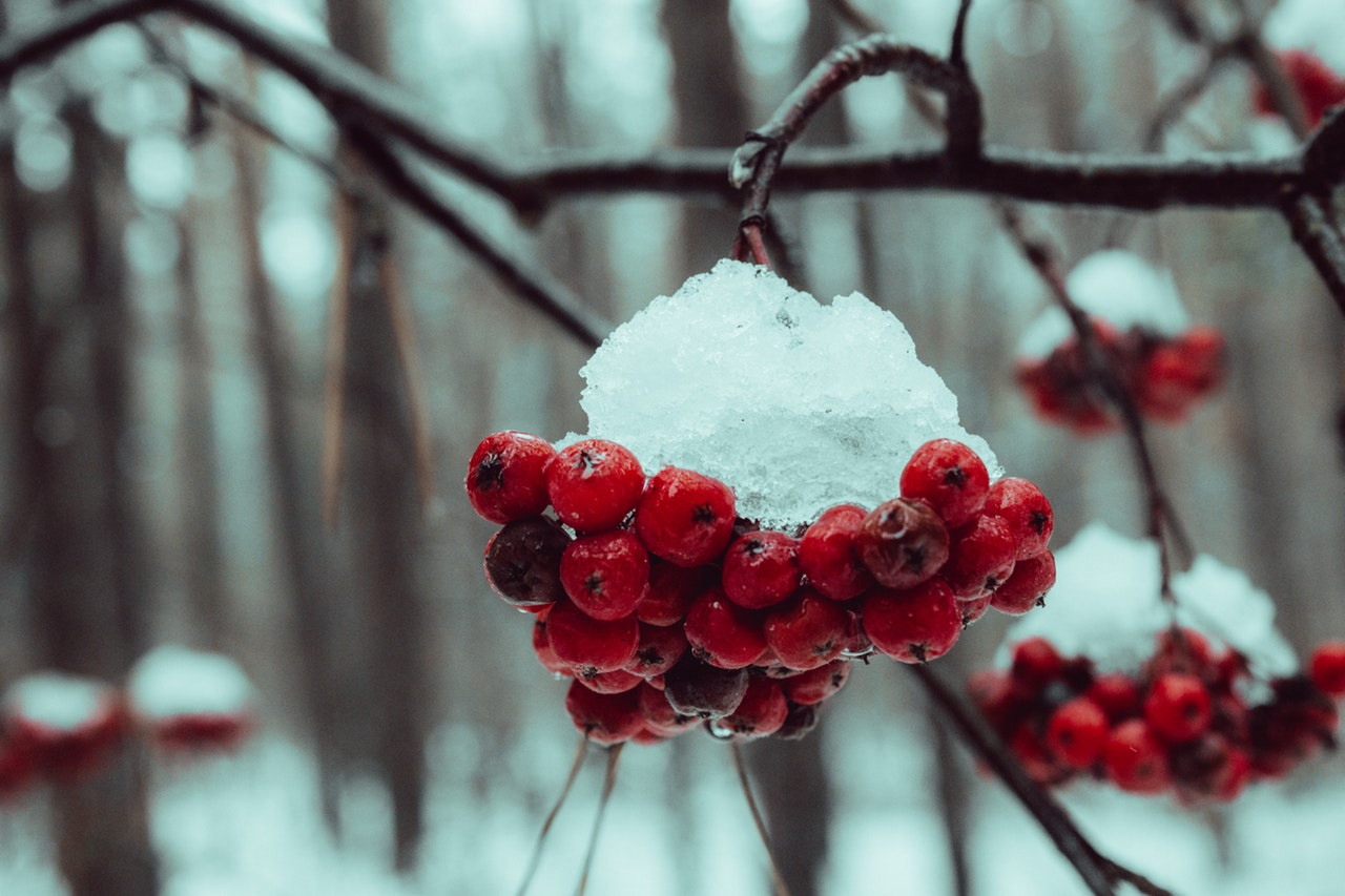 Winter Berries